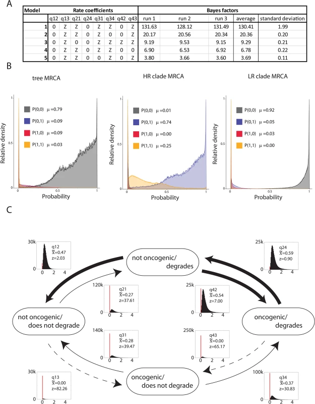 Degradation of PDZ proteins is an enabling phenotype towards oncogenicity.