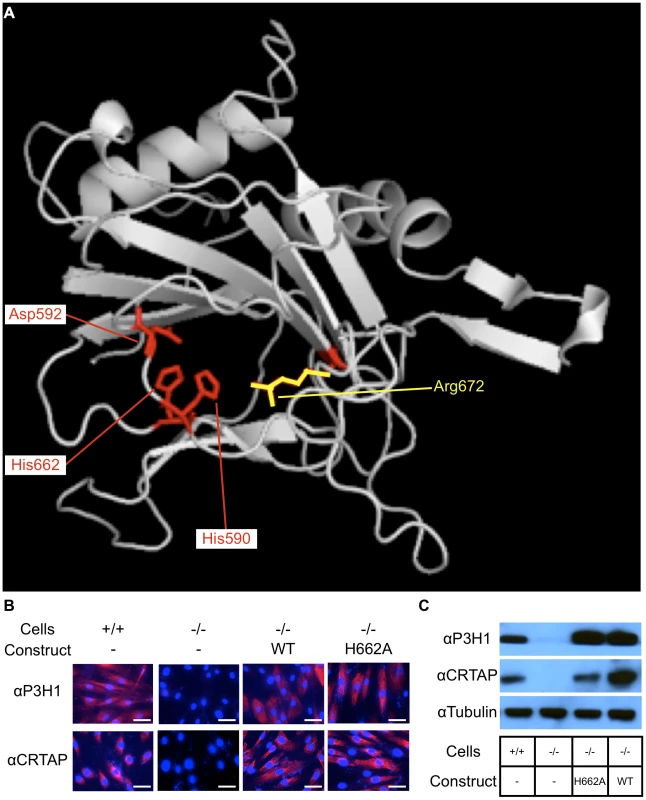 Residues important for hydroxylase function and catalytic mutations rescue the stability of CRTAP.