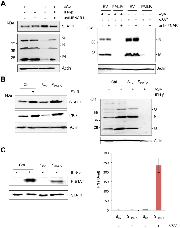 Intrinsic and innate immune properties of PMLIV.
