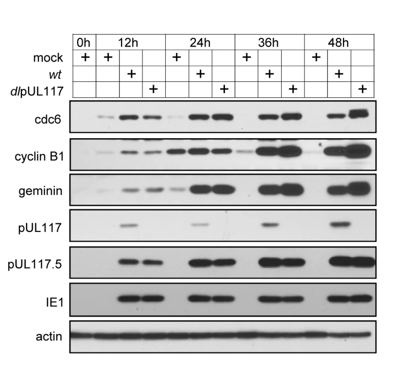 pUL117 was not required for premature accumulation of APC substrates in HCMV infection.
