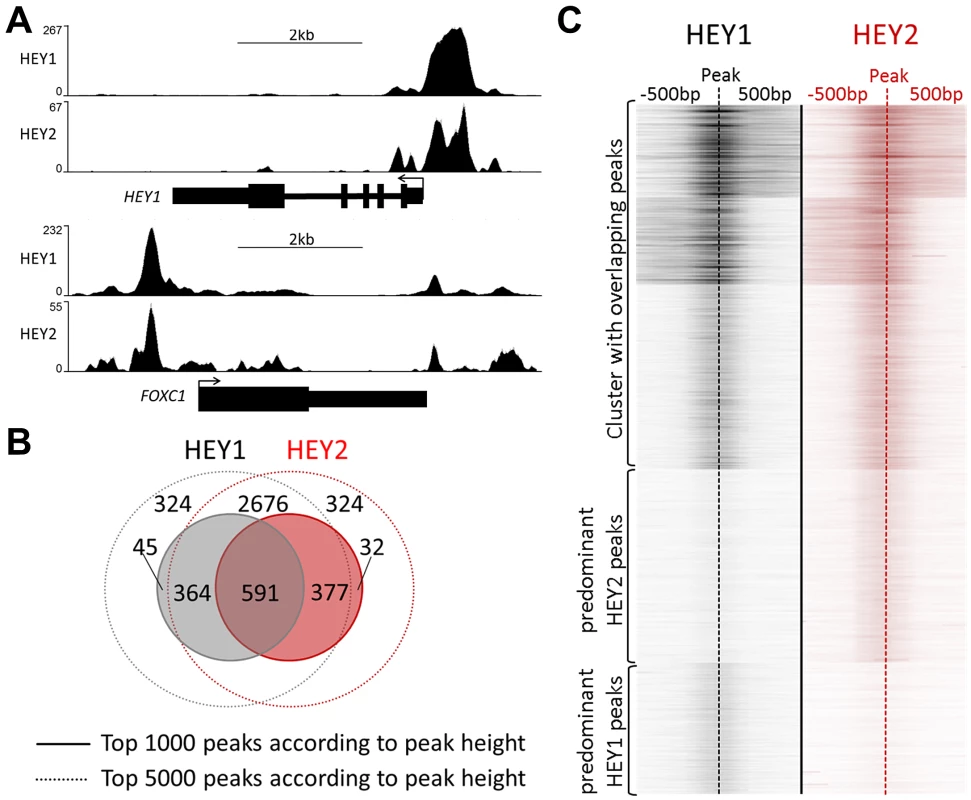 HEY1 and HEY2 have overlapping DNA binding characteristics.