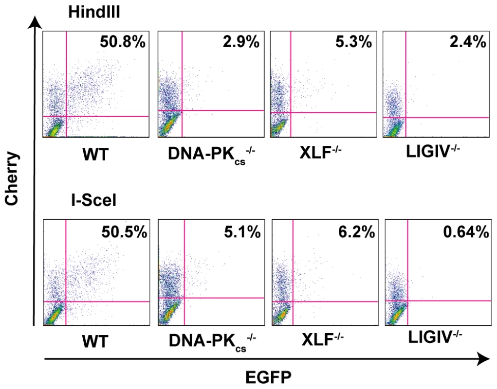 The loss of C-NHEJ greatly reduces end joining.