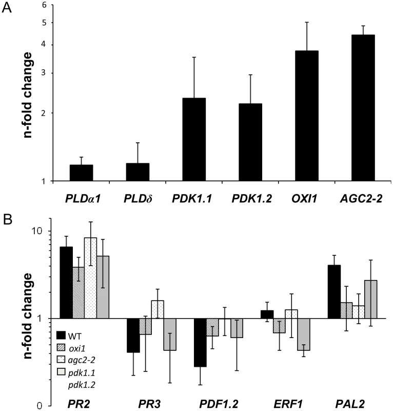 Expression levels of <i>PDK1</i>, <i>OXI1</i> and <i>AGC2-2</i> genes and defense genes in colonized wild-type or mutant roots relative to uncolonized control plants.