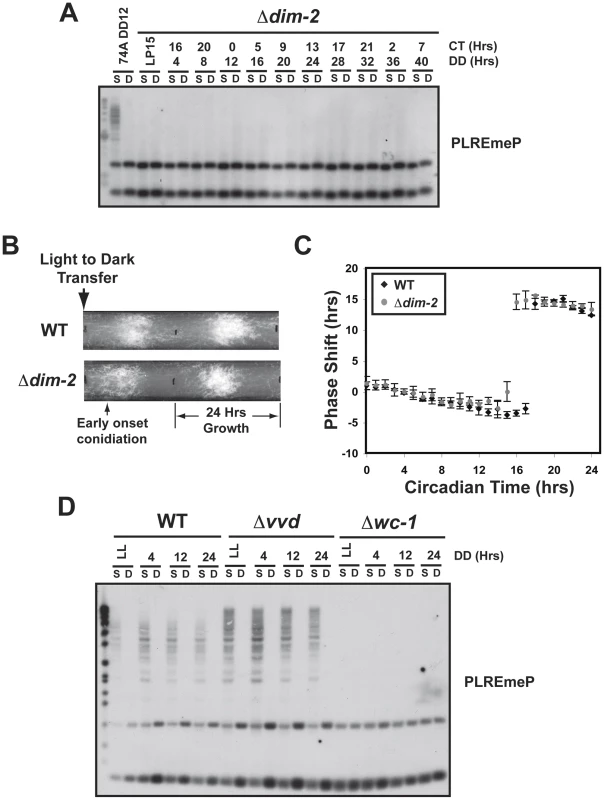 DIM-2 is required for <i>frq</i> methylation and effects the phase of the clock.