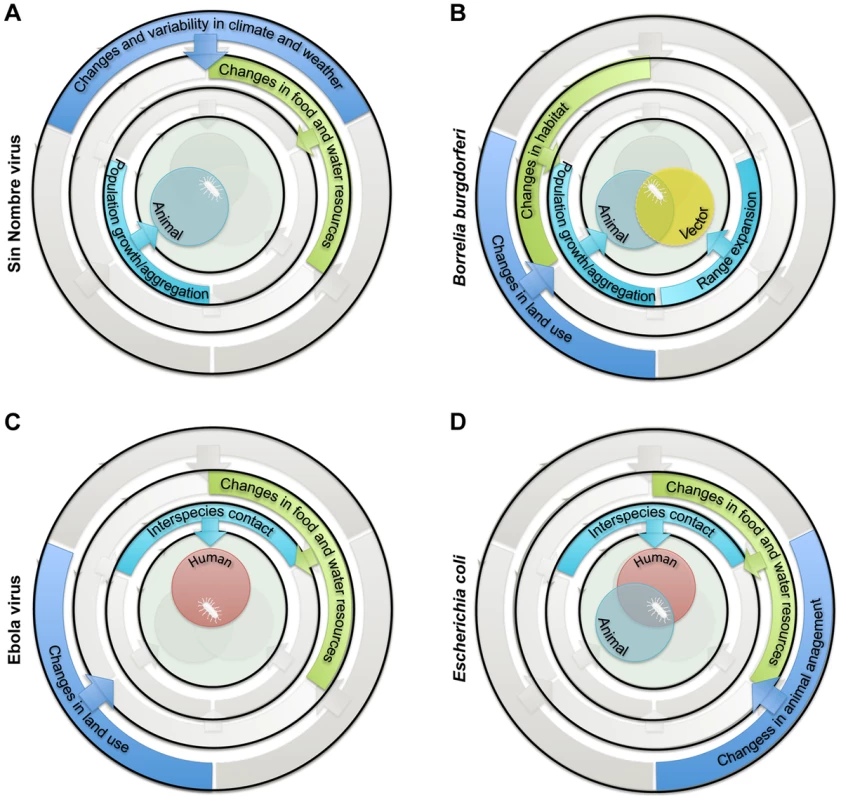 Examples of sets of drivers and ecological processes implicated in the emergence of zoonotic pathogens in humans.
