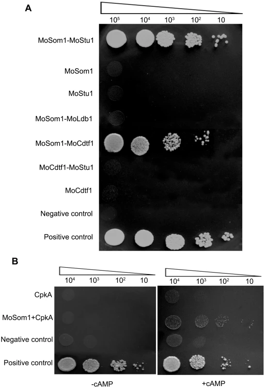 MoSom1 interacts with MoStu1, MoCdtf1 and CpkA in <i>M. oryzae</i>.