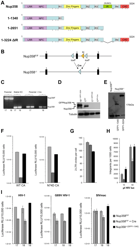 Generation of Nup358−/− cell lines.