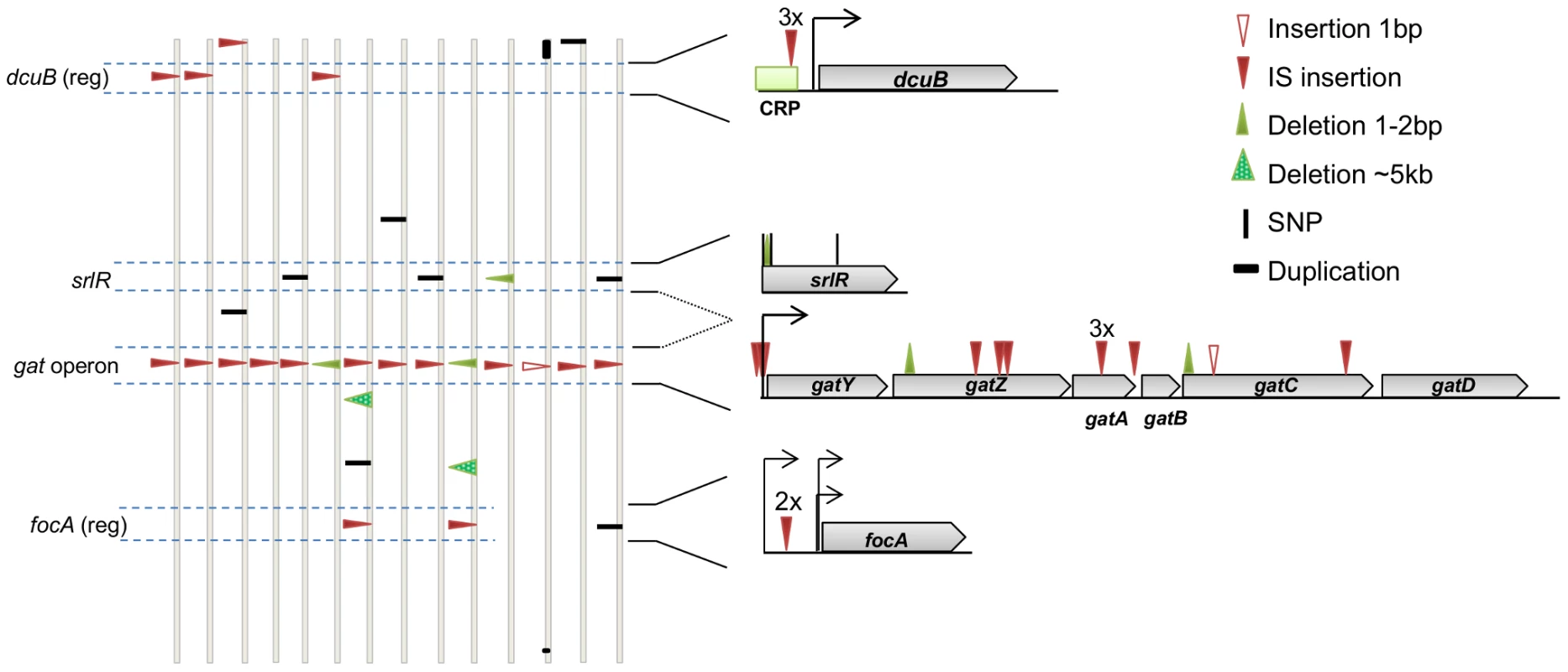 The genetic basis of adaptive mutations and the level of parallelism between populations.