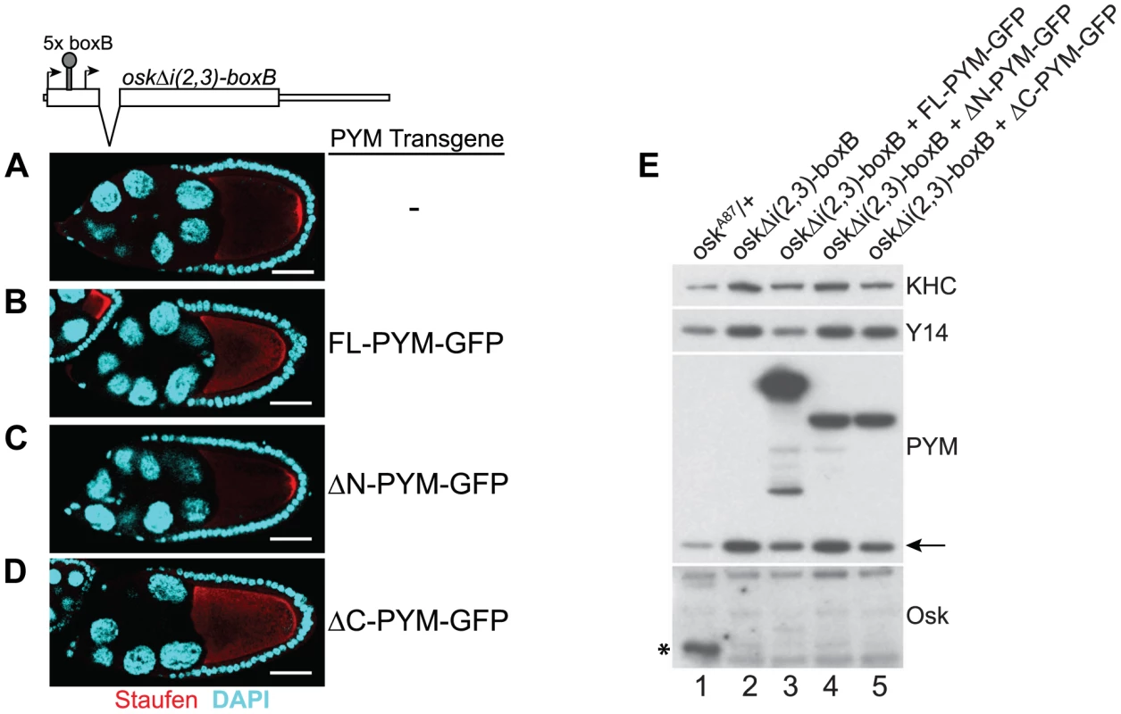 PYM disassembles EJC from a non-translatable <i>oskar</i> mRNA.