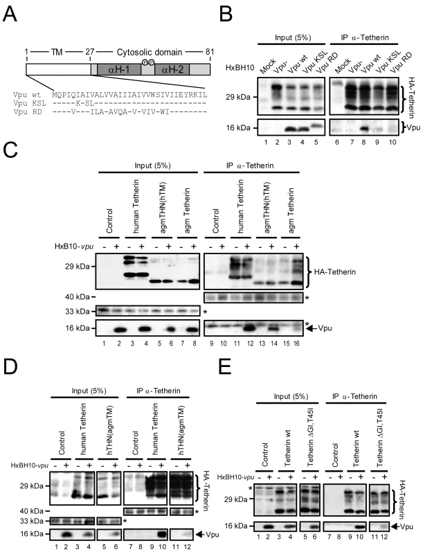 Association of Vpu and Tetherin involves their transmembrane anchor domains.