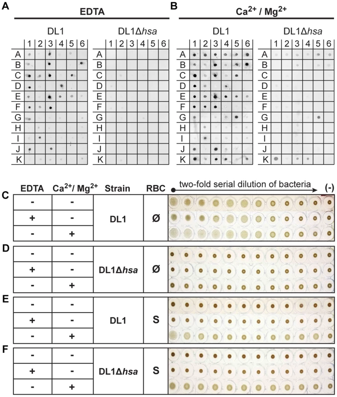 Bacterial binding to saliva and glycoconjugates, and bacterium-mediated hemagglutination.