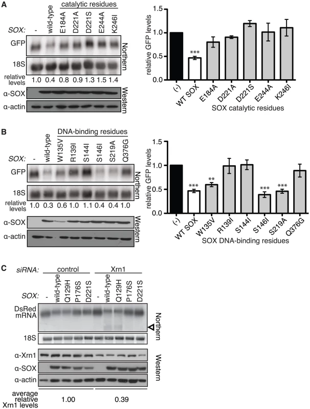 The catalytic residues of SOX are required for mRNA turnover and generation of the degradation intermediate.