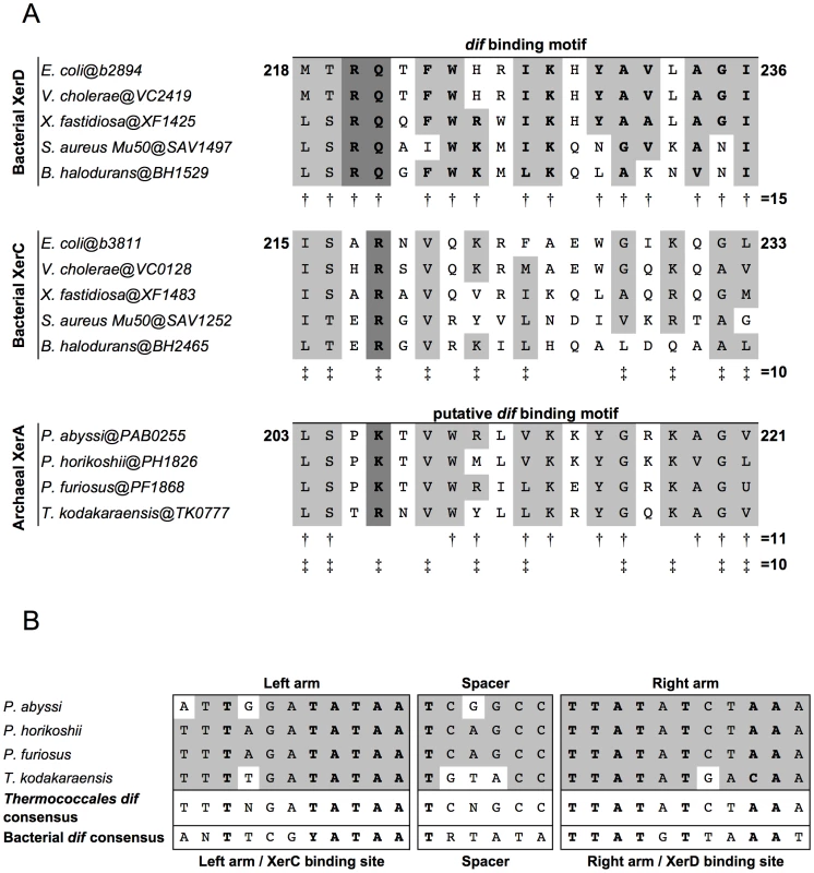 Alignments of Xer <i>dif</i>-binding motifs and <i>dif</i> sites from Archaea and Bacteria.