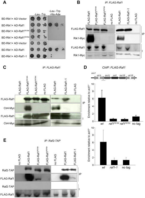Raf1 mutations disrupt interaction with Rik1.