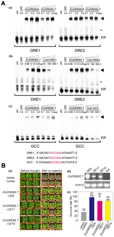 DNA binding analysis of ZmDREB2.7 and drought stress tolerance of <i>35S:ZmDREB2.7</i> transgenic <i>Arabidopsis</i> plants.