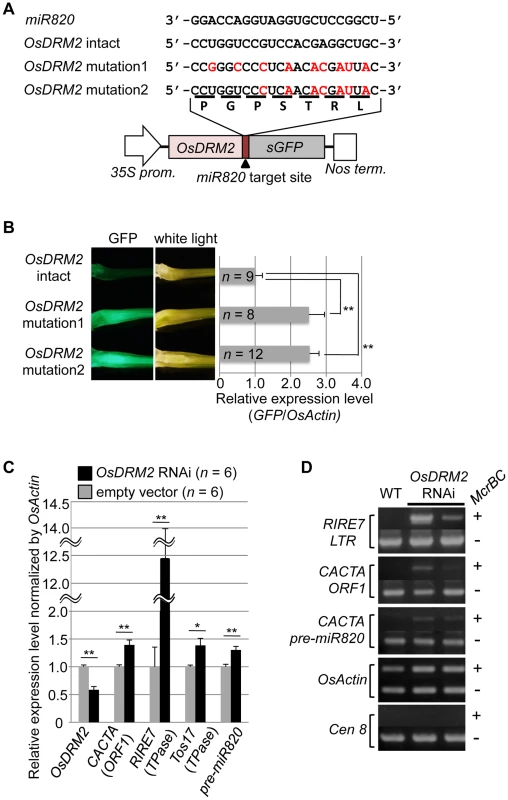 <i>OsDRM2</i> is negatively regulated by <i>miR820</i>.