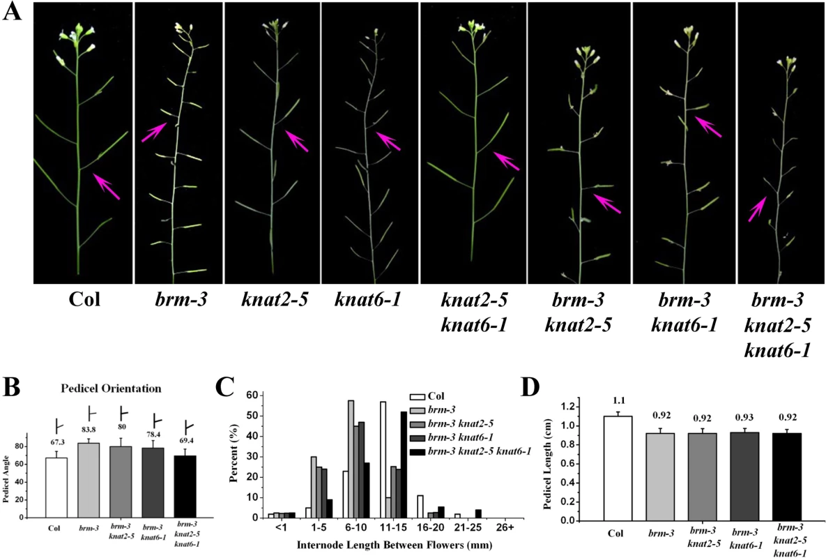 Removal of <i>KNAT2</i> and <i>KNAT6</i> rescues the <i>brm-3</i> phenotype in pedicel orientation and internode length.