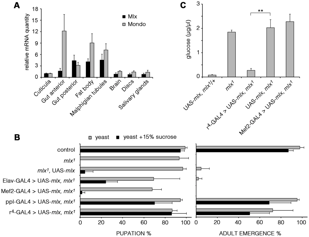 Mlx is functionally important in the fat body.