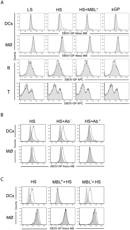 EBOV shed GP binding to DCs and macrophages.