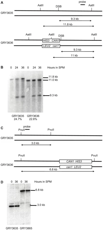 Southern blot analysis of meiotic hotspot DSB.