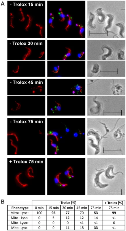 Lysosomal disintegration precedes damage of the mitochondrion.