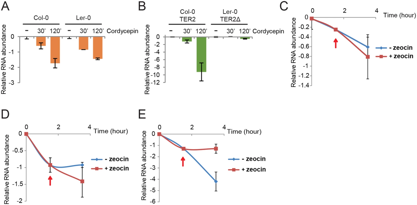 TER2 is a labile RNA transcript stabilized by DNA damage.