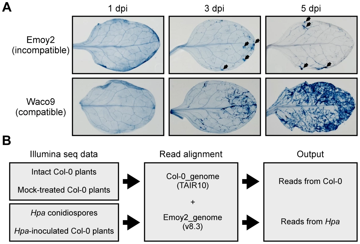 <i>Hpa</i> development and scheme for aligning Illumina sequence reads.