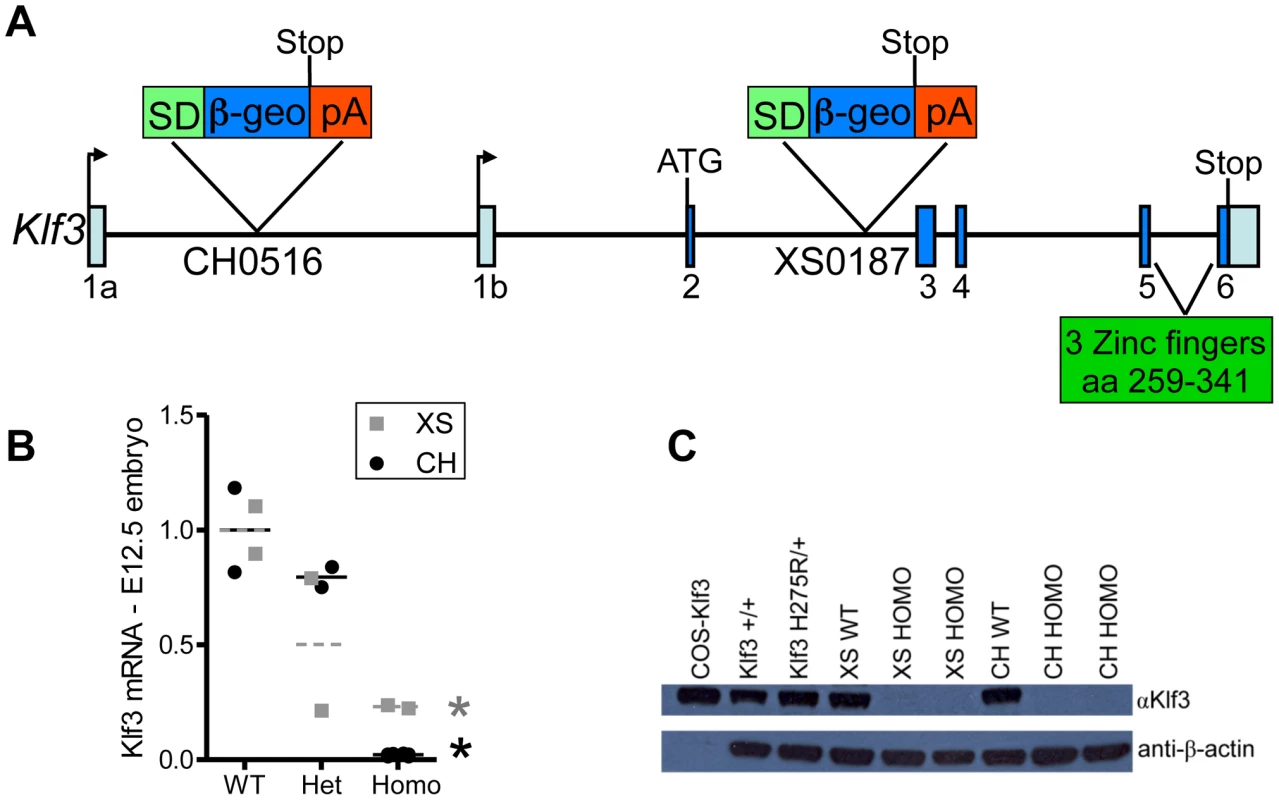 Gene trap insertion sites and effects on <i>Klf3</i> mRNA and protein.