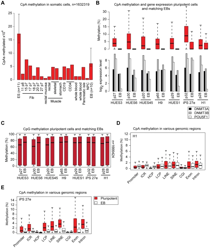 CpA methylation dynamics are closely linked to DNMT3 gene expression levels.