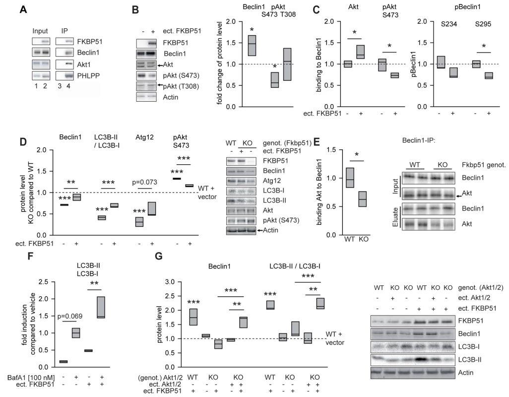 FKBP51 directs autophagic pathways.