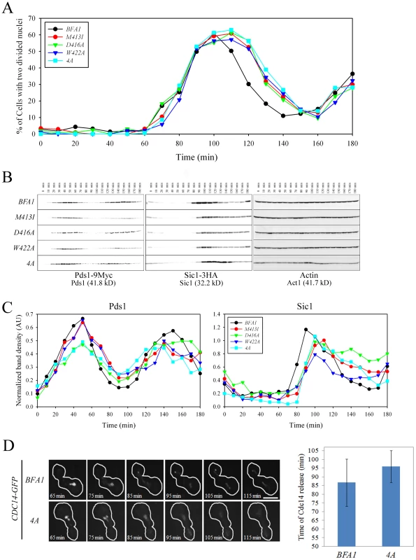 Cell cycle progression in mutant cells with symmetric localization of Bfa1.