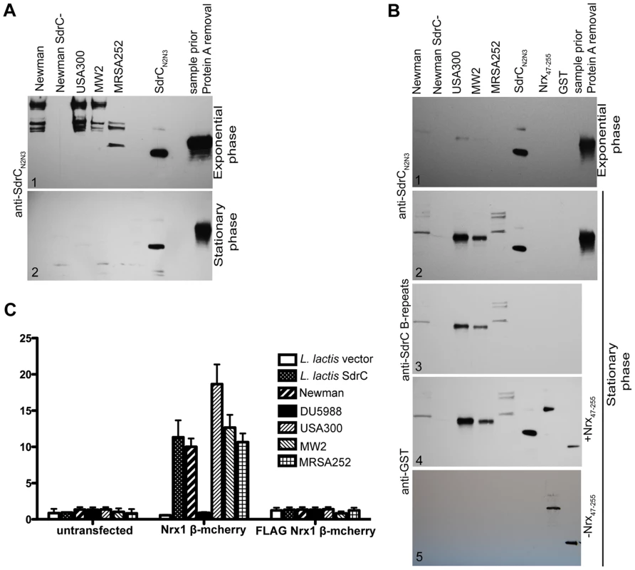 SdrC mediates <i>S. aureus</i> clinical isolates adherence to Nrxβ expressing cells.