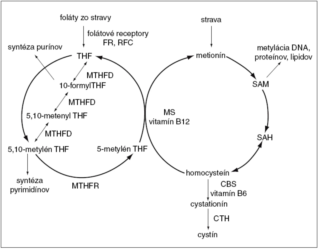 Ilustračná schéma prepojenia metabolického cyklu folátov a homocysteínu.
<em>FR – folátový receptor, RFC – redukovaný prenášač folátov, THF – tetrahydrofolát, MTHFD – metyléntetrahydrofolát dehydrogenáza, MTHFR – 5,10-metylén-THF reduktáza, SAM – S-adenozyl-L-metionín, SAH – S-adenozyl-homocysteín, MS – metionín syntáza, CBS – cystation-β syntáza (upravené podľa [40]).</em>