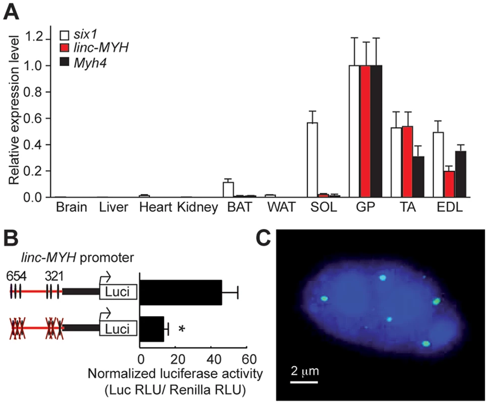 <i>linc-MYH</i> is expressed in adult fast-type skeletal muscles and accumulates in their nuclei.