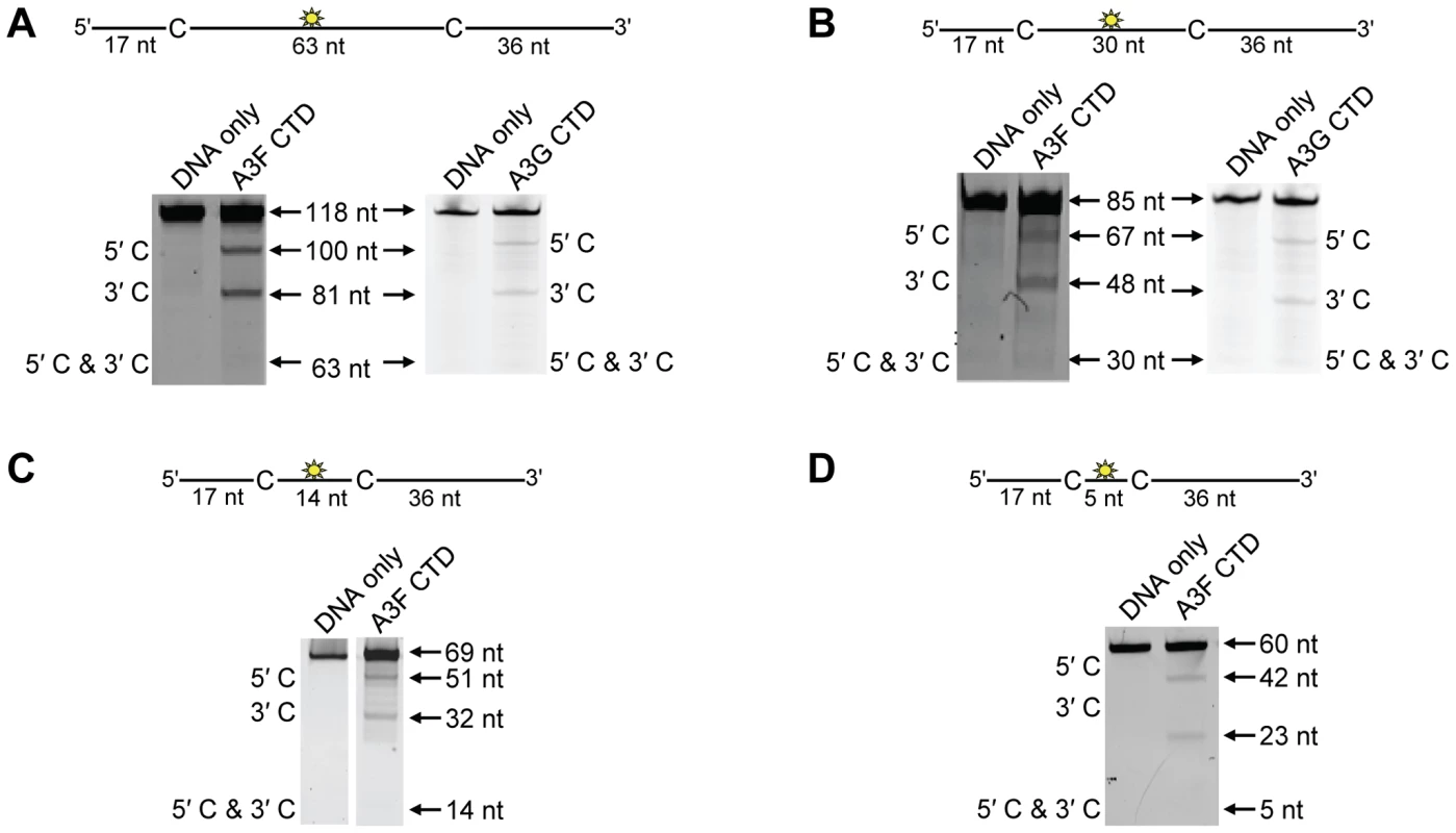 Similar to the A3G CTD, the A3F CTD does not deaminate cytosines processively.