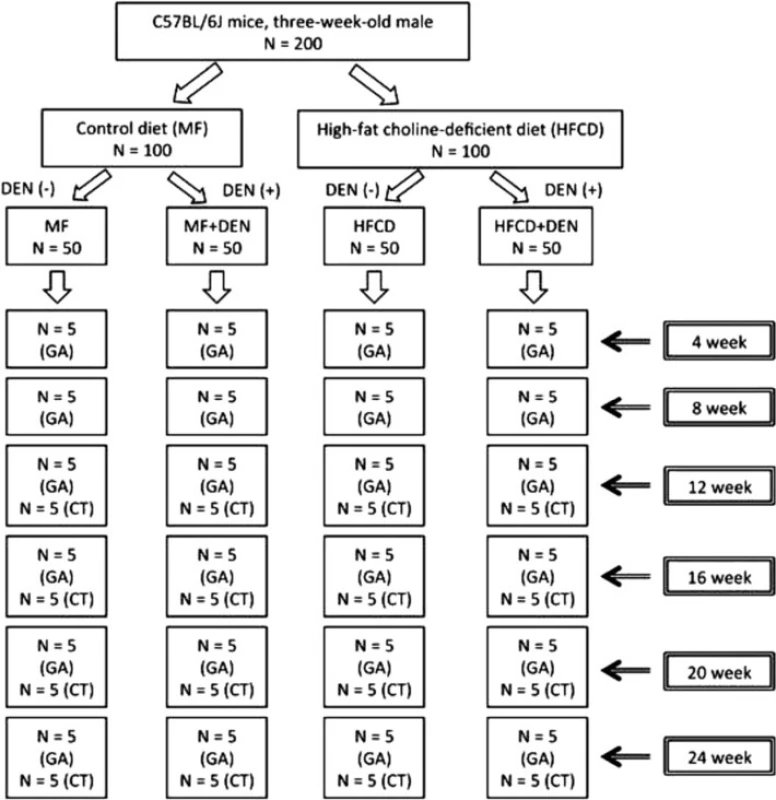 Overview of the experimental design, showing intraperitoneal diethylnitrosamine (DEN) administration. N, number; GA, general assessment; CT, computed tomography scanning