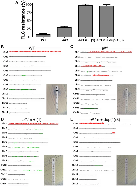 Strains recovered from treated mice are fluconazole resistant and aneuploid. A