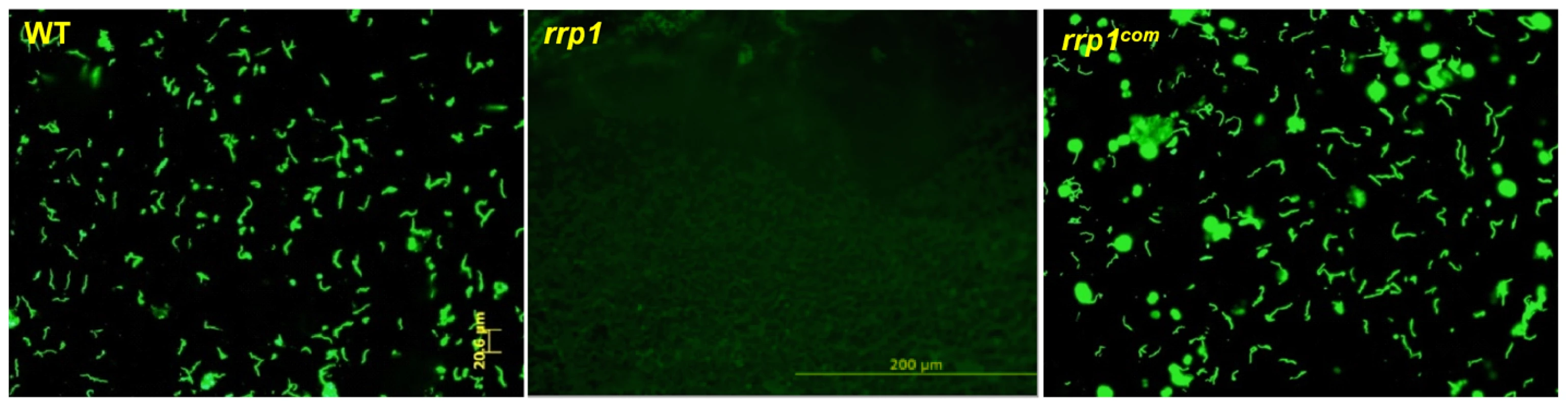 The <i>rrp1</i> mutant could not survive in artificially infected ticks upon feeding.