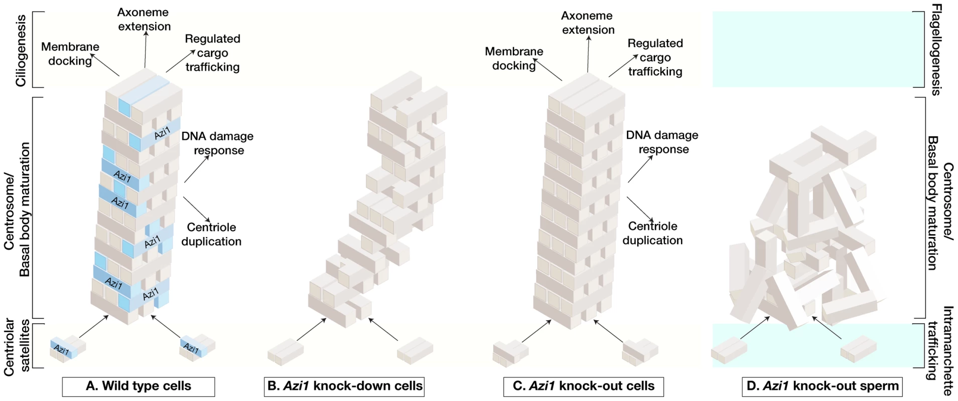 Model of acute versus chronic loss of mammalian <i>Azi1</i> results in distinct ciliary phenotypes.