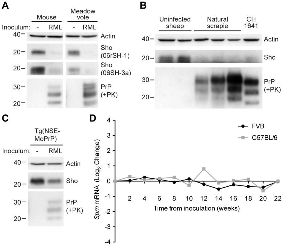 Decreased Sho protein levels in the brain during experimental and natural prion disease.