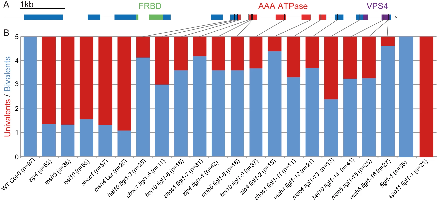 Mutations in <i>FIGL1</i> restores bivalent formation in <i>zmm</i> mutants.
