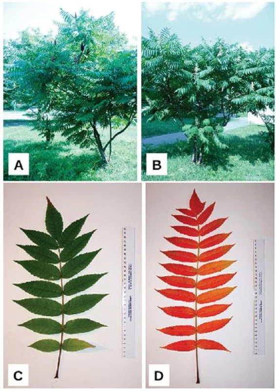 Habitus Rhus hirta (L.) Sudw.
A – samičí rostlina s čerstvě dozrálými i loňskými plodenstvími, B – samčí rostlina s málo kompaktními odkvétajícími květenstvími; morfologická stavba listu – složený, lichozpeřený, mnohojařmý list, C – zbarvení listu v létě (červenec), D – zbarvení listu na podzim (říjen) (foto autoři)