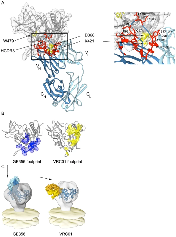 Mapping GE356 binding to gp120, modeling of the GE356:core gp120 complex and fitting to the trimer density.
