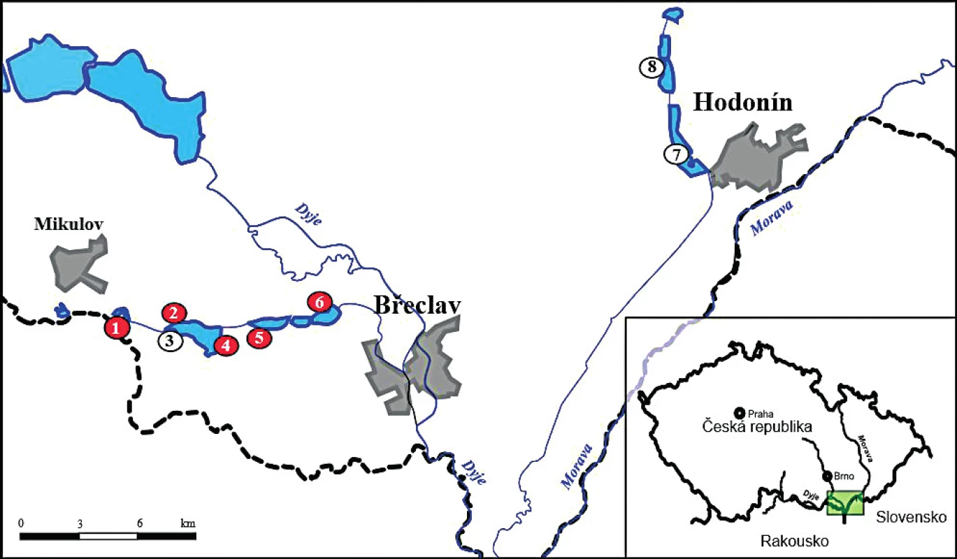 Studijní plochy odchytu komárů v roce 2015 a 2016 s vyznačením lokalit se záchytem WNV (červeně)
Vysvětlivky: 1−‘Nový‘, 2−‘Nesyt-pozorovatelna 1‘, 3−‘Nesyt-Včelínek‘, 4−‘Nesyt-pozorovatelna 2‘, 5−‘Hlohovecký‘, 6−‘Mlýnský‘, 7−‘Hodonín‘, 8−‘Mutěnice‘.
Figure 1. Mosquito collections (2015, 2016). WNV positive study sites are highlighted in red colour
Legend: 1−‘Nový‘, 2−‘Nesyt-pozorovatelna 1‘, 3−‘Nesyt-Včelínek‘, 4−‘Nesyt-pozorovatelna 2‘, 5−‘Hlohovecký‘, 6−‘Mlýnský‘, 7−‘Hodonín‘, 8−‘Mutěnice‘.