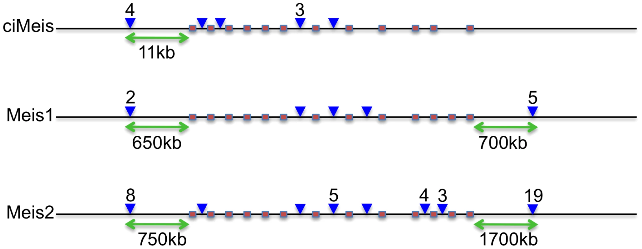 Relative positions of CNEs in <i>Ciona</i> and vertebrate Meis genes.