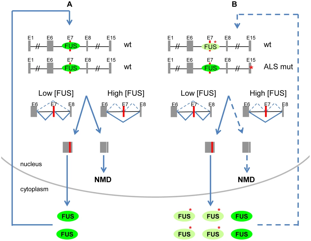 Proposed model of FUS autoregulation and its contribution to ALS pathogenesis.