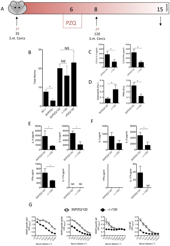 Comparable susceptibility to re-infection despite elevated anti-worm responses in PZQ-treated mice.
