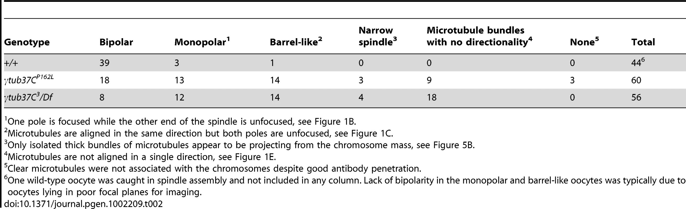 Prometaphase I preparations: spindle configurations.