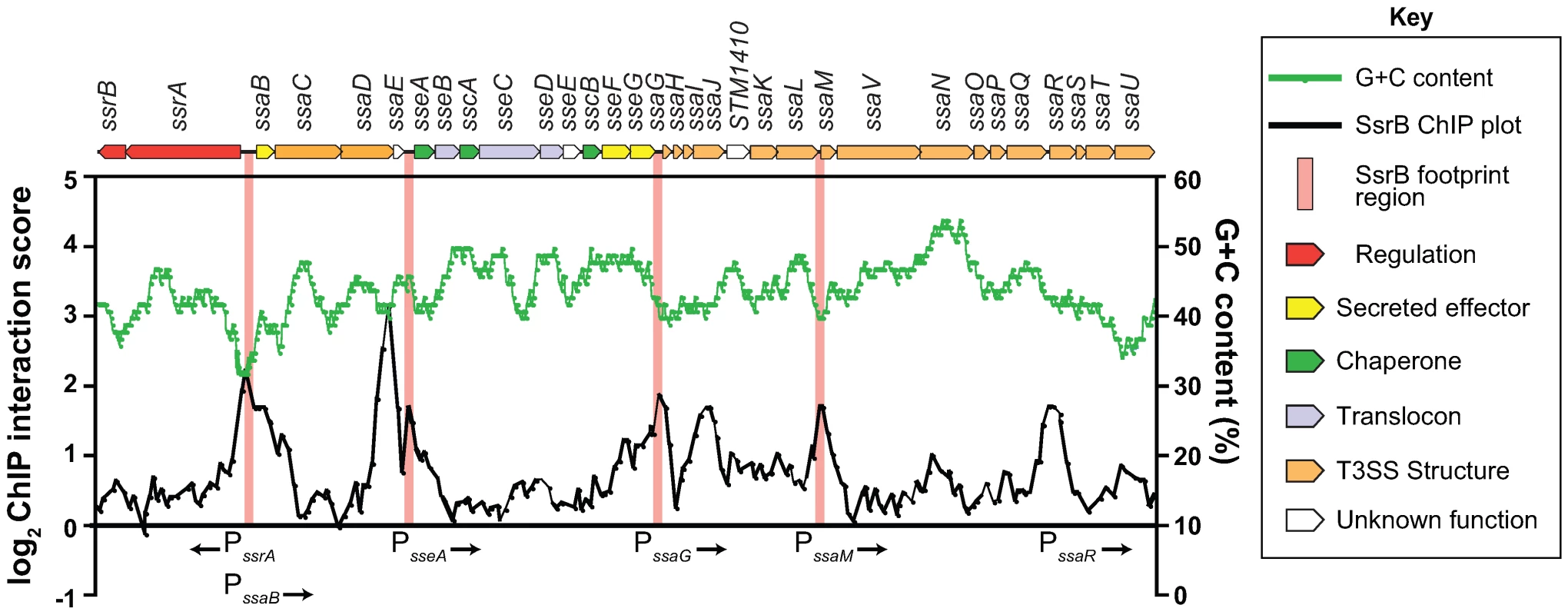 The SsrB binding profile at the SPI-2 locus.