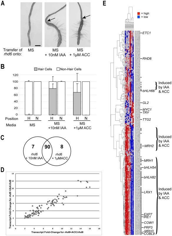 Molecular genetic analysis of root-hair differentiation induced by auxin and ethylene.